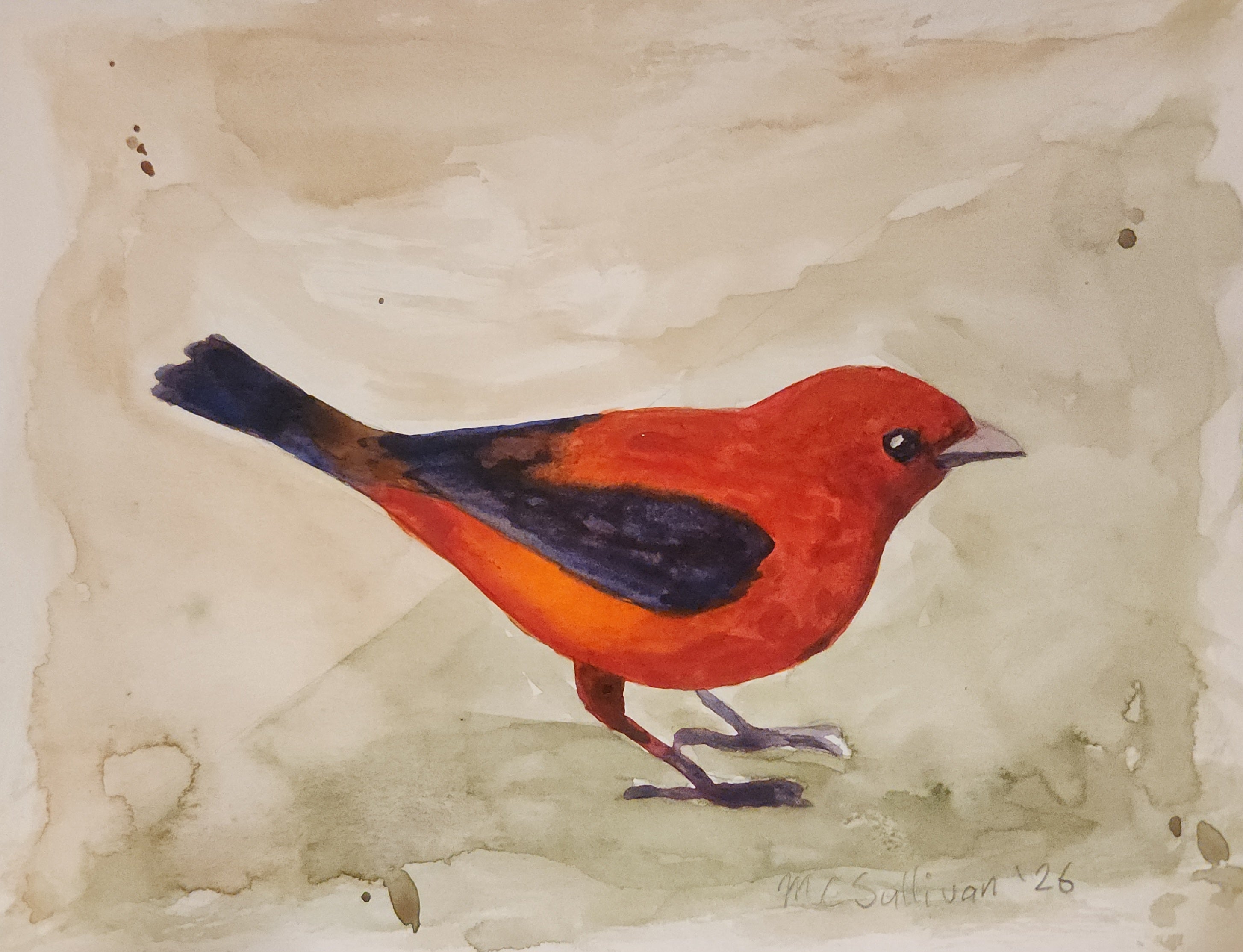 Scarlet Tanager, watercolor on paper, 6" x 8"